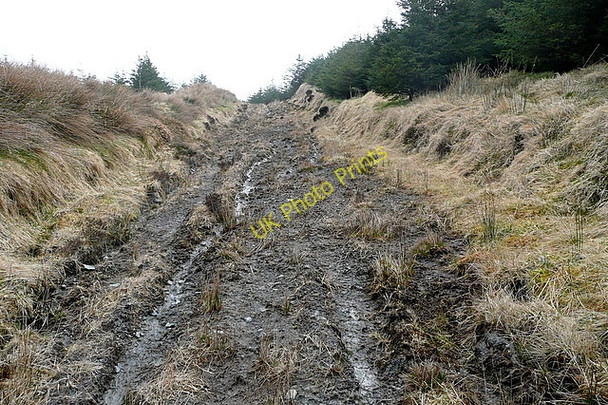 Photo 6"x4" Forestry track at Boolinrudda Connolly c2010 P2