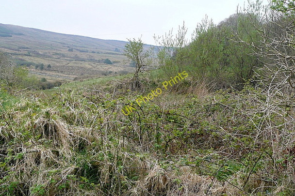 Photo 6"x4" Scrubland at Letterkelly Milltown Malbay c2010