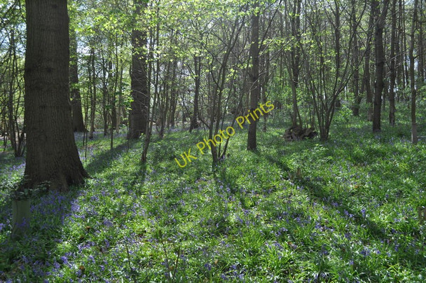Photo 6"x4" Bluebell Filled Sisland Wood Sisland c2010