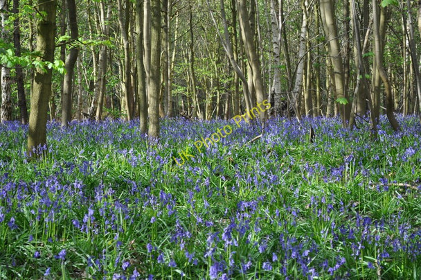 Photo 6"x4" Bluebells at Sisland Wood Sisland c2010
