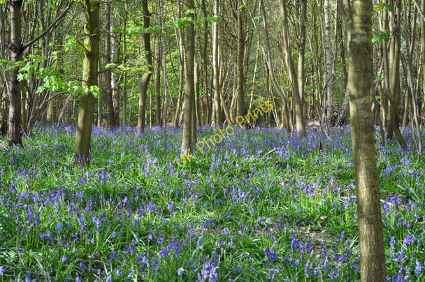 Photo 6"x4" Bluebell Carpet at Sisland Wood Sisland c2010