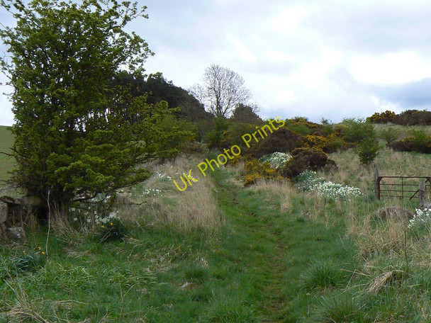 Photo 6"x4" Overgrown footpath Kettlebridge c2010
