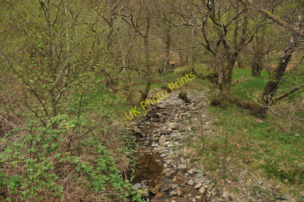 Photo 6"x4" Small stream in the trees near Loch Leven Kinlochleven c2010