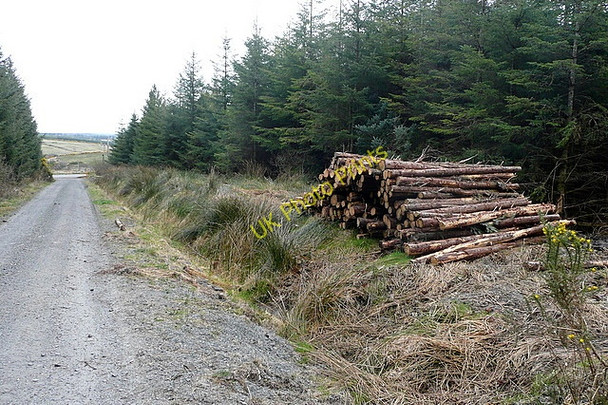 Photo 6"x4" Forest track at Slagbooly Connolly c2010