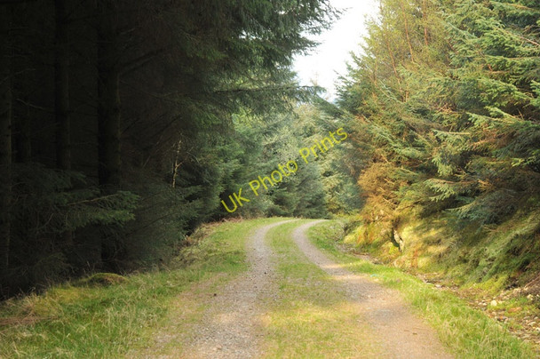 Photo 6"x4" Forest road in Glen Achulish South Ballachulish c2010