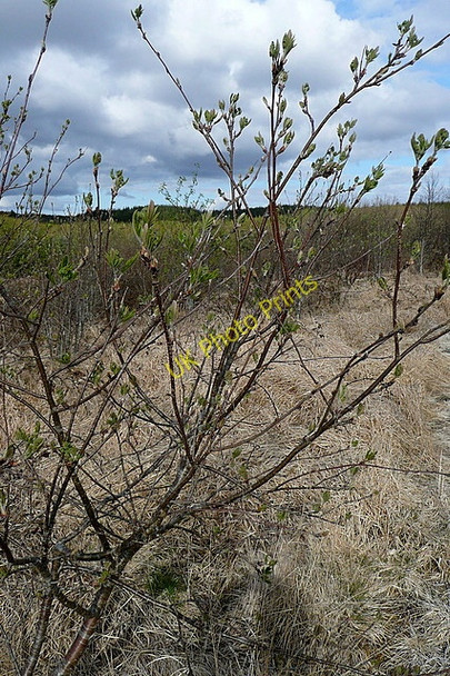 Photo 6"x4" Tree at Carncreagh Connolly c2010