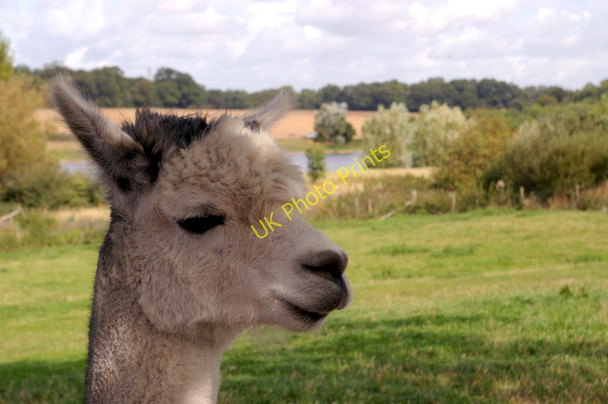 Photo 6"x4" Llama, Willows Farm, St Albans Colney Heath c2009