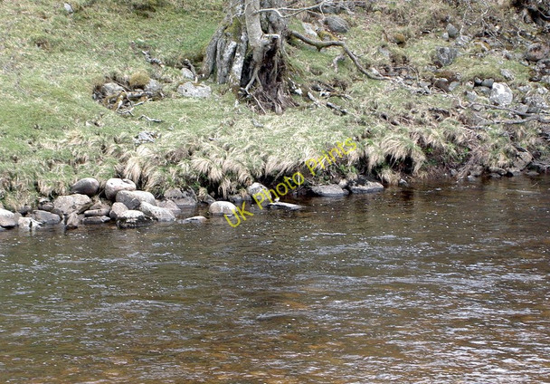 Photo 6"x4" Dipper (Cinclus cinclus) Kirkton of Lude c2010