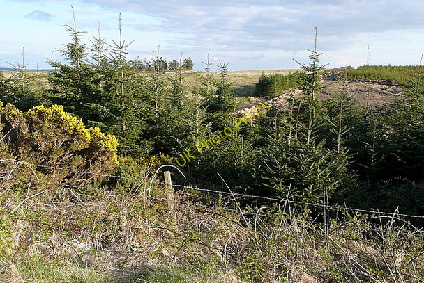 Photo 6"x4" Forestry at Binnagar Connolly c2010