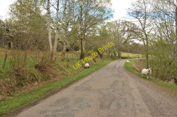Photo 6"x4" Ruined building hiding in the trees by the A861 Blaich c2010