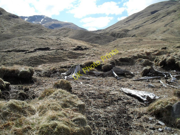 Photo 6"x4" Ancient stumps An Cnapach c2010