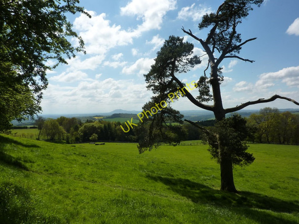 Photo 6"x4" A pine tree and the view from Birch Berrow Birch Berrow c2010
