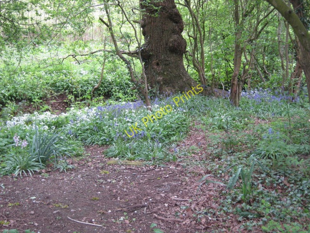 Photo 6"x4" Nature trail, Brandwood Brandwood End c2010