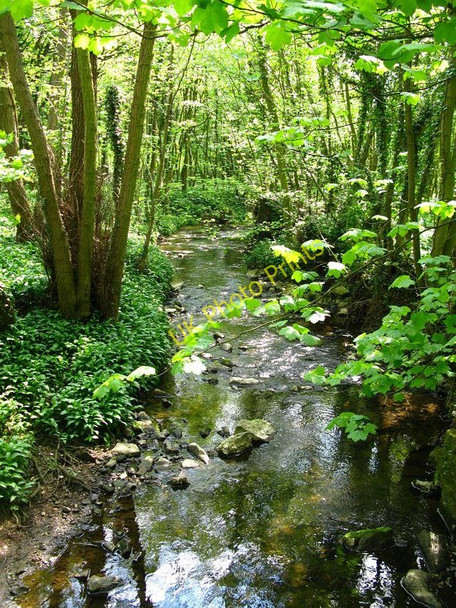 Photo 6"x4" River Amber from Footbridge Fallgate c2010