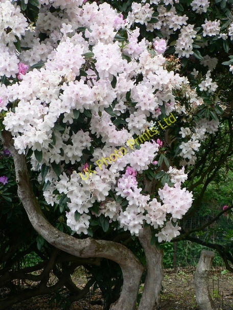 Photo 6"x4" Rhododendron, Temple Newsam Colton\/SE3632 c2006