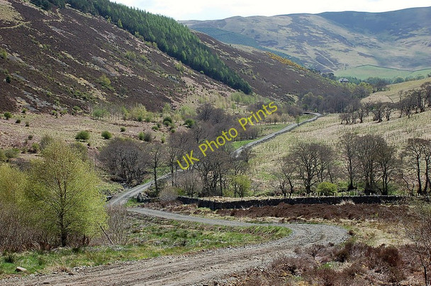 Photo 6"x4" Woodland and forestry, Lewenshope Old Tinnis c2010