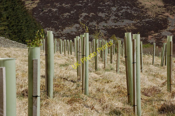 Photo 6"x4" Young trees at Scaddow Burn, Yarrow Old Tinnis c2010