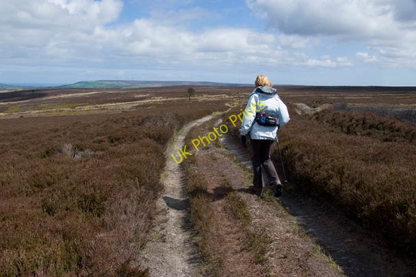 Photo 6"x4" Nearing the lone tree, Egton High Moor Key Green\/NZ8004 c2010