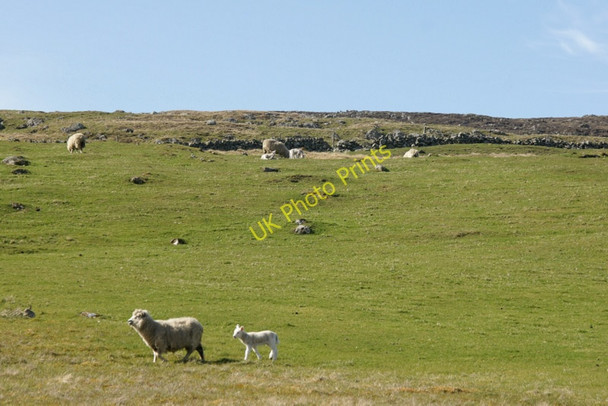Photo 6"x4" Sheep at Framgord Mailand c2010