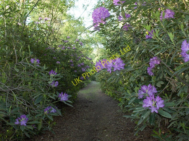 Photo 6"x4" Warren Heath Hazeley Heath c2006