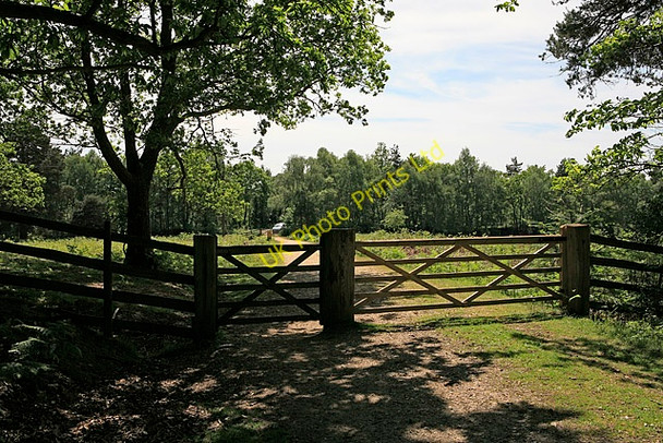 Photo 6"x4" Southern entrance to Wilverley Inclosure Wootton\/SZ2498 c2006