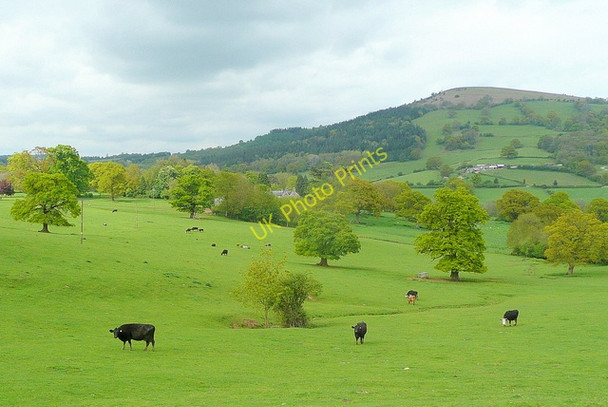Photo 6"x4" Beef pasture in the Monnow valley Grosmont\/SO4024 c2010