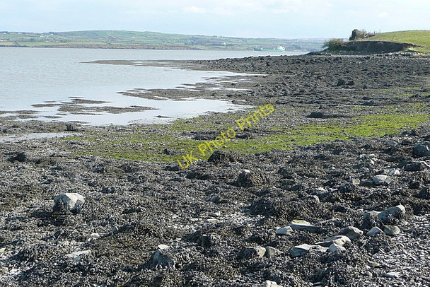 Photo 6"x4" Labasheeda Bay Labasheeda c2010