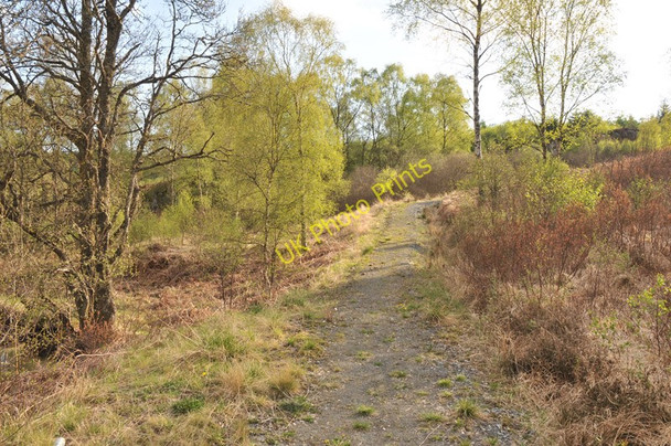 Photo 6"x4" Trail in Achray Forest Brig o' Turk c2010
