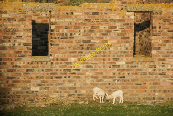 Photo 6"x4" Lambs on a sunny evening, Lamba Ness Kirkaton c2010
