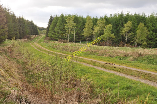 Photo 6"x4" Forestry near Callander Callander c2010