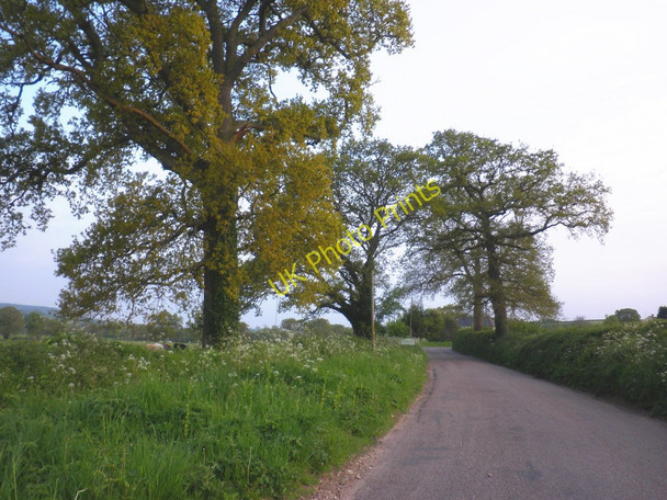 Photo 6"x4" Minor road, south of Ottery St Mary Ottery St Mary c2010