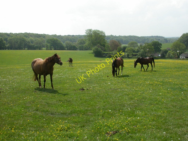 Photo 6"x4" Whitsbury, horses Rockbourne c2010