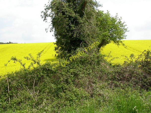 Photo 6"x4" Whitsbury, field boundary Whitsbury c2010