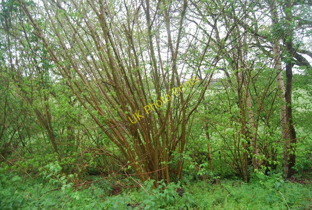 Photo 6"x4" Coppiced tree by the Downs Way Rudgwick c2010