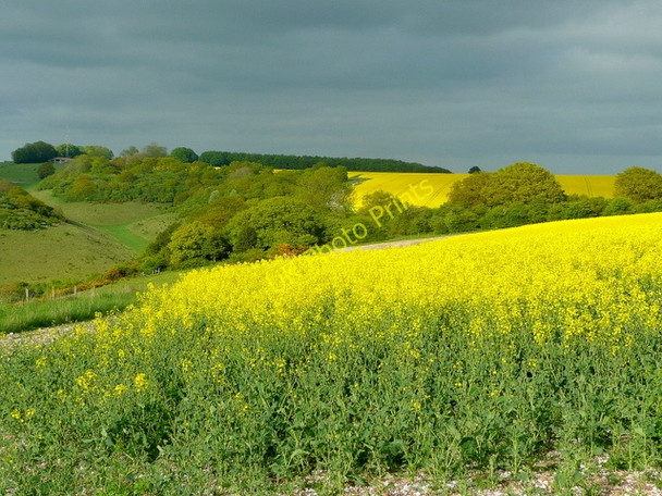 Photo 6"x4" Middleton Down Mount Sorrel c2010