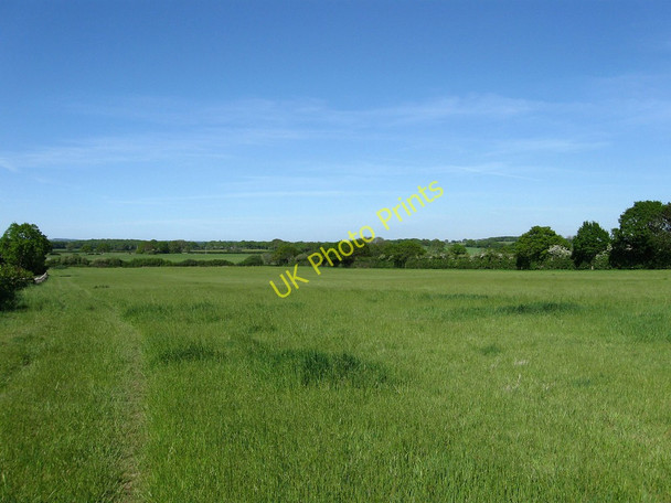 Photo 6"x4" The Follingers Ripe c2010