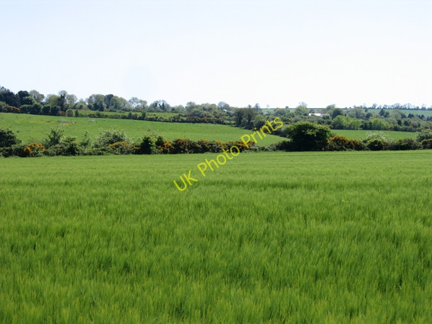 Photo 6"x4" Barley field and landscape near Kilnamanagh Lower, Co. Wexford Oulart c2010