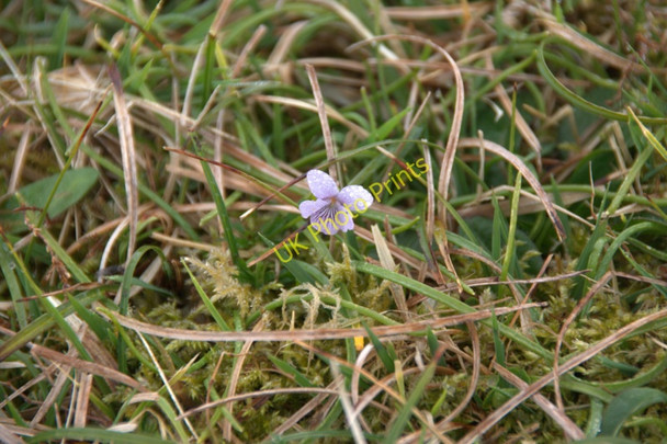 Photo 6"x4" Marsh Violet (Viola palustris), Lamba Ness Kirkaton c2010