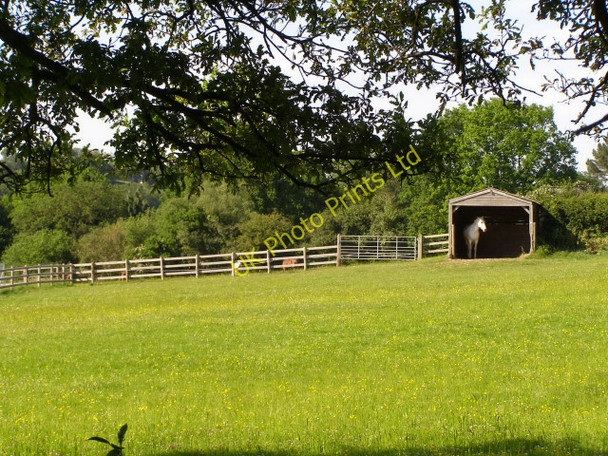 Photo 6"x4" Horse in a house behind Gorley Vale Farm, New Forest Furze Hill\/SU1711 c2006
