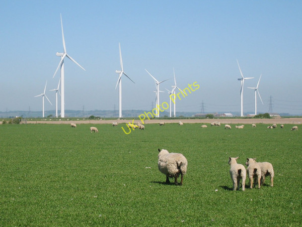 Photo 6"x4" Sheep and Lamb near Scotney Court Farm Jury's Gap c2010