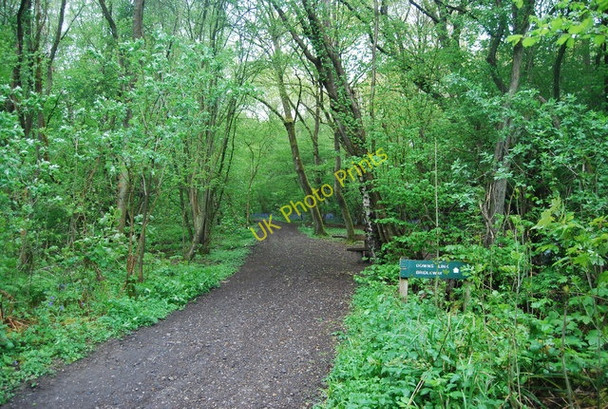 Photo 6"x4" The Downs Link, South Wood Rudgwick c2010