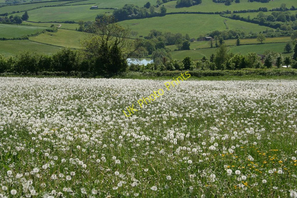 Photo 6"x4" A field of dandelions Cold Ashton c2010