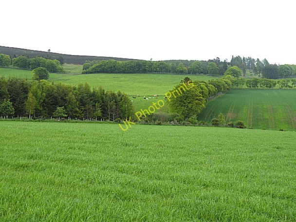 Photo 6"x4" Near Newtown Tarland c2010