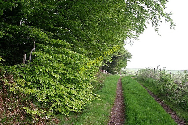 Photo 6"x4" Beech-lined Track Kirktown of Fetteresso c2010