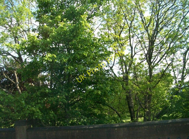 Photo 6"x4" Walled parkland adjoining the A2 Rostrevor c2010