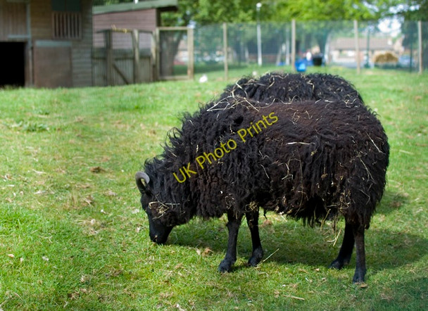 Photo 6"x4" West Park sheep, Hull Kingston upon Hull c2010