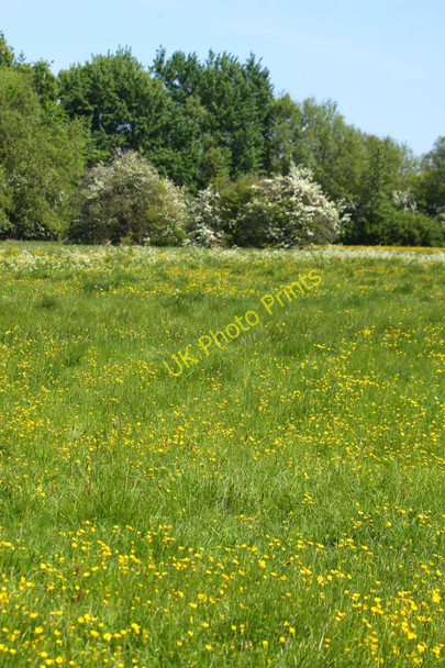 Photo 6"x4" A buttercup meadow at Wytham Mill Wolvercote c2010