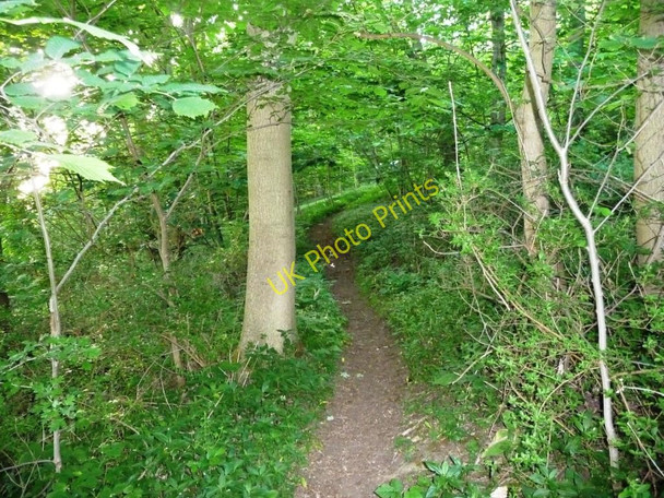 Photo 6"x4" Footpath in Brockadale Plantation Kirk Smeaton c2010