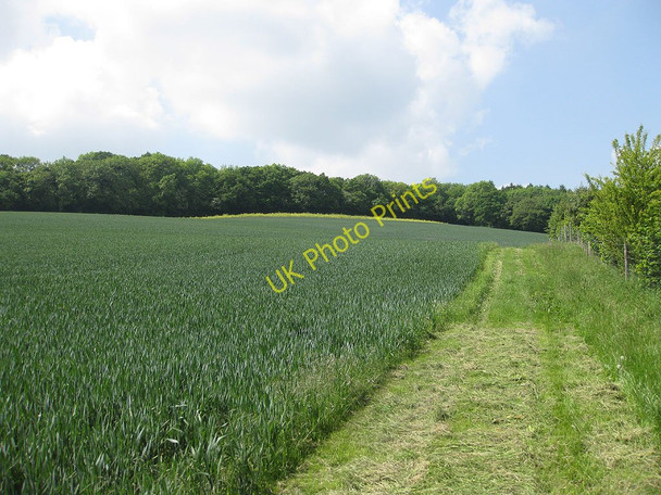 Photo 6"x4" The edge of Busland Wood Sollers Hope c2010