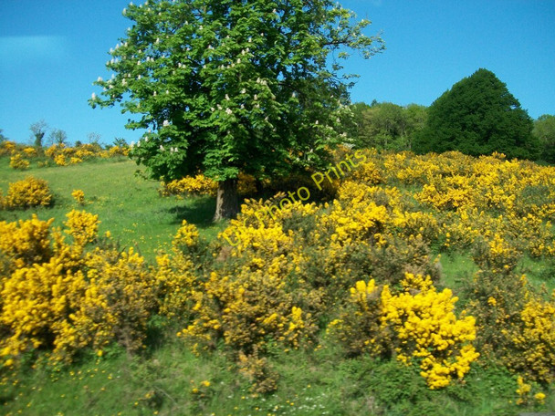 Photo 6"x4" Whins and trees, the bank above the Warrenpoint Road Newry c2010